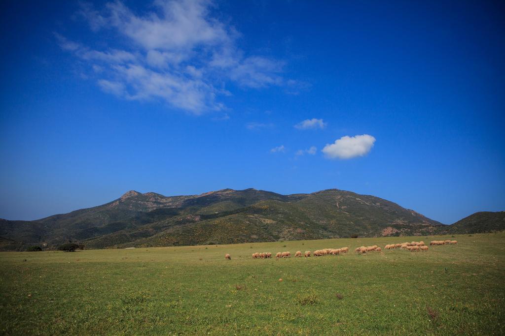 Agriturismo Il Ginepro Флуминимаджоре Экстерьер фото